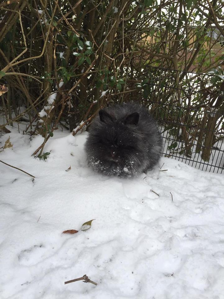 Kanin What A Wonderful Karla (Himmelkanin) billede 5