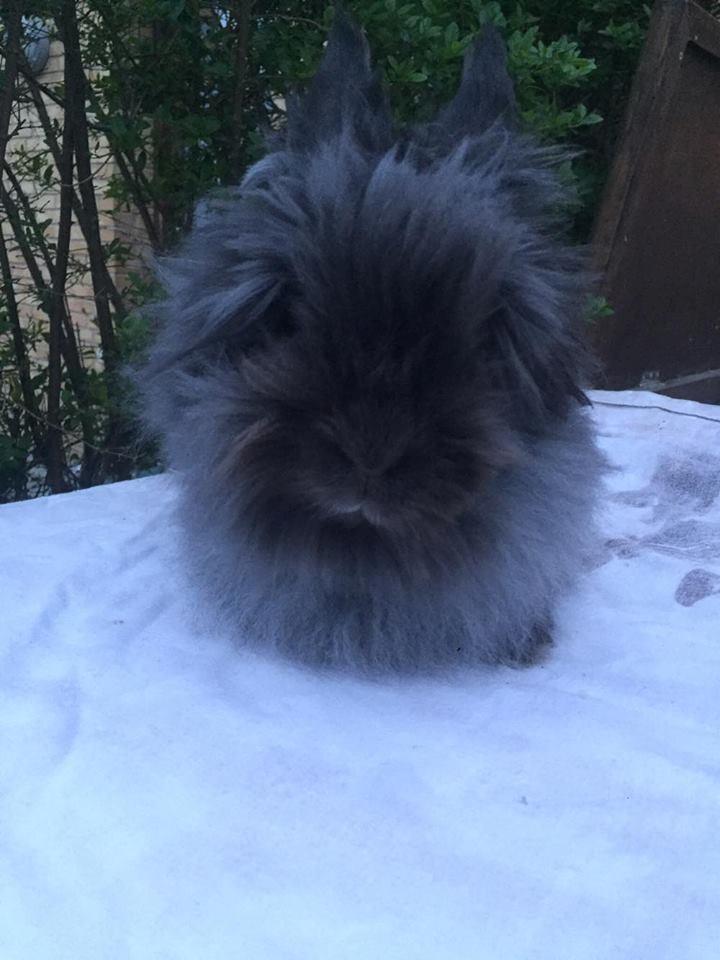 Kanin What A Wonderful Karla (Himmelkanin) billede 3