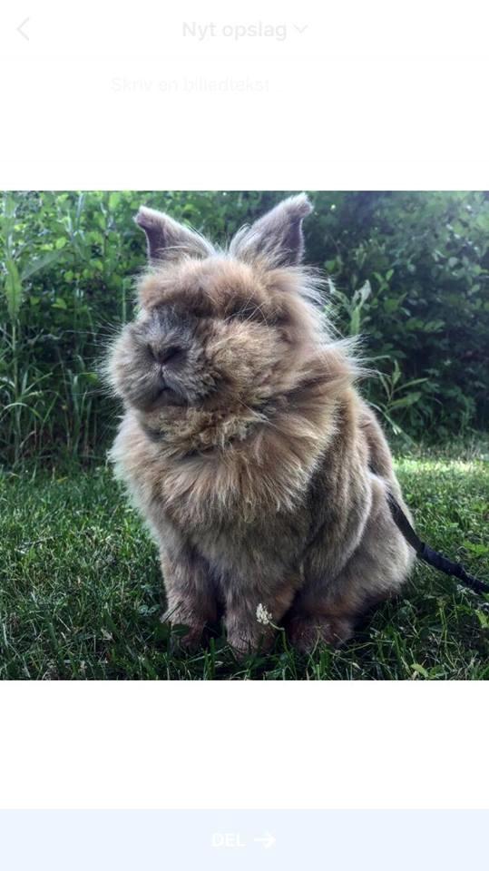 Kanin Bouncing Bai Boodie Boxer (Himmelkanin) billede 1