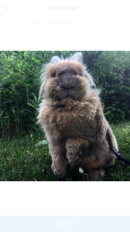 Kanin Bouncing Bai Boodie Boxer (Himmelkanin) billede 7