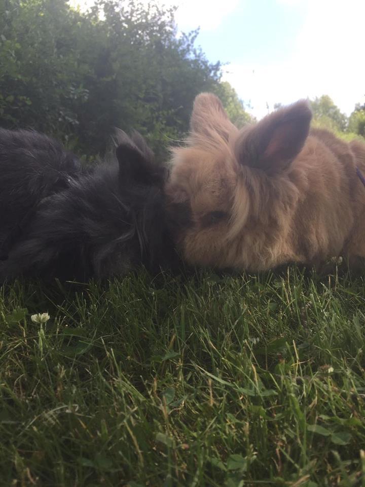 Kanin Bouncing Bai Boodie Boxer (Himmelkanin) billede 2