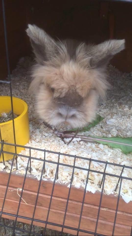 Kanin Bouncing Bai Boodie Boxer (Himmelkanin) billede 3