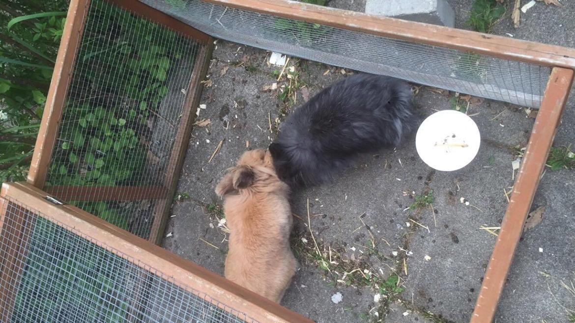 Kanin Bouncing Bai Boodie Boxer (Himmelkanin) billede 5