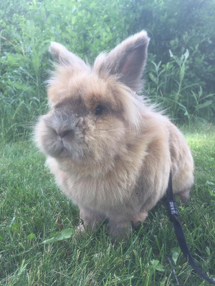 Kanin Bouncing Bai Boodie Boxer (Himmelkanin) billede 6