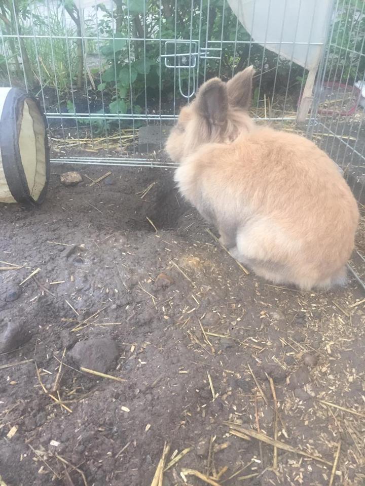 Kanin Bouncing Bai Boodie Boxer (Himmelkanin) billede 4