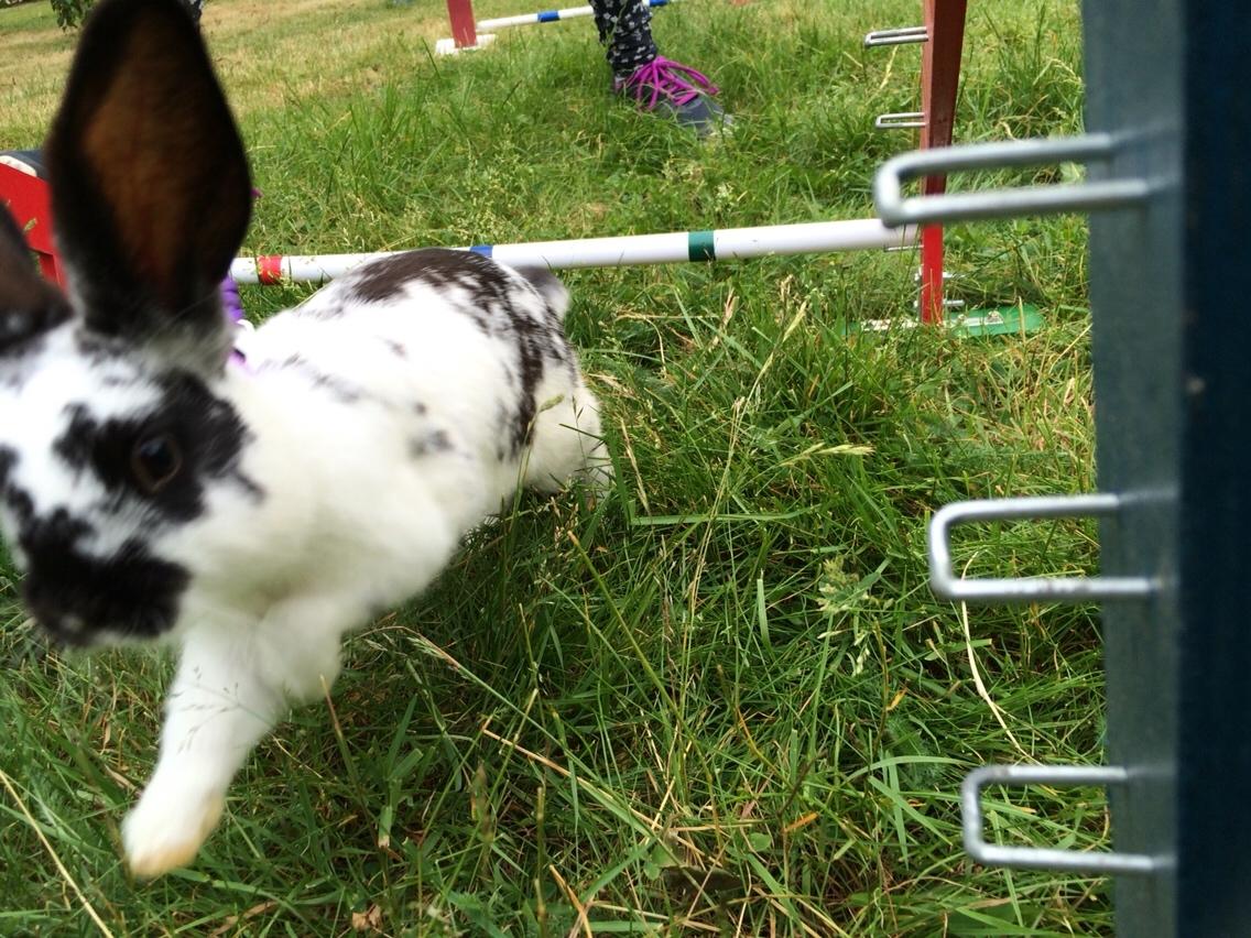 Kanin Mælkebøttegaardens Kiwi billede 7