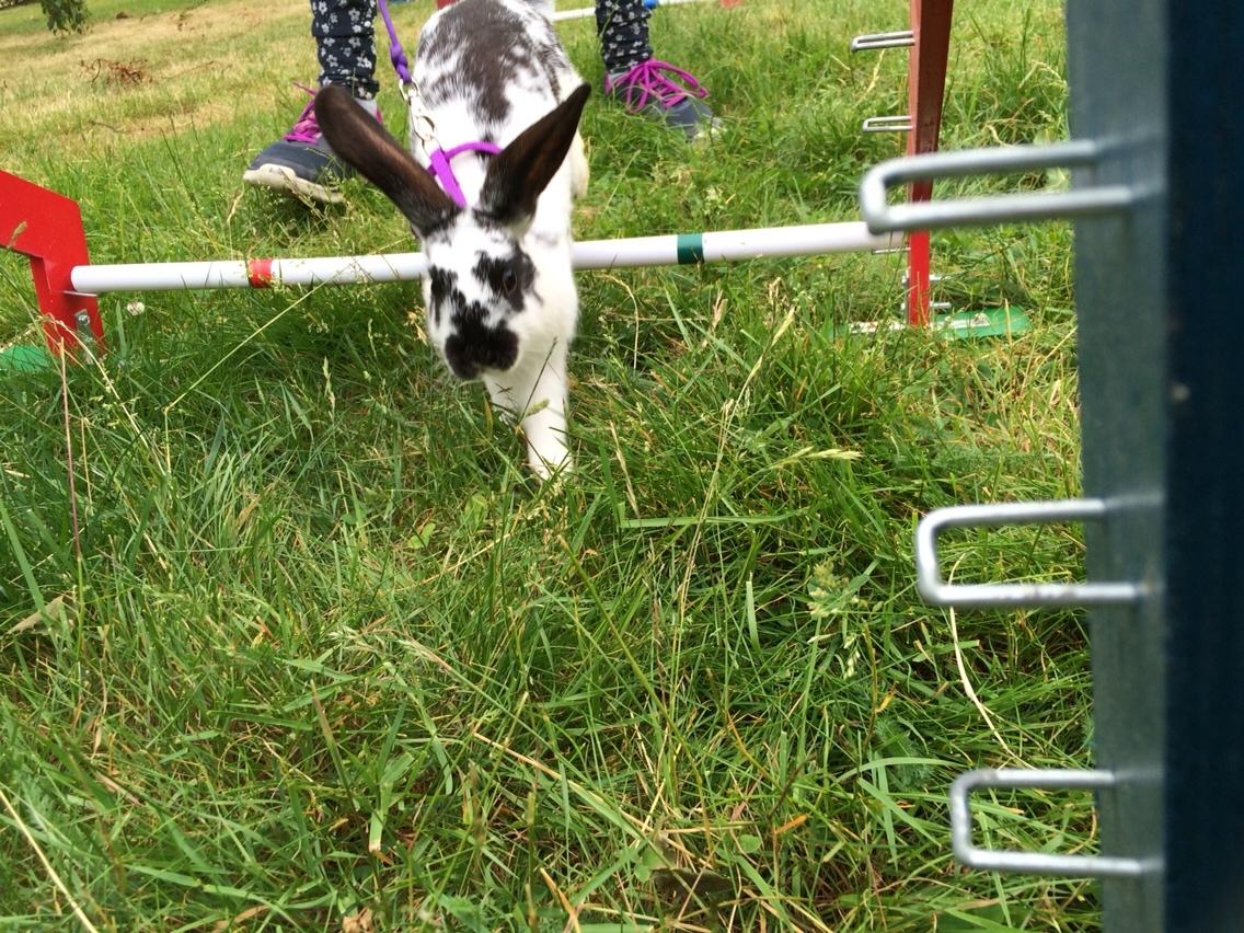 Kanin Mælkebøttegaardens Kiwi billede 8