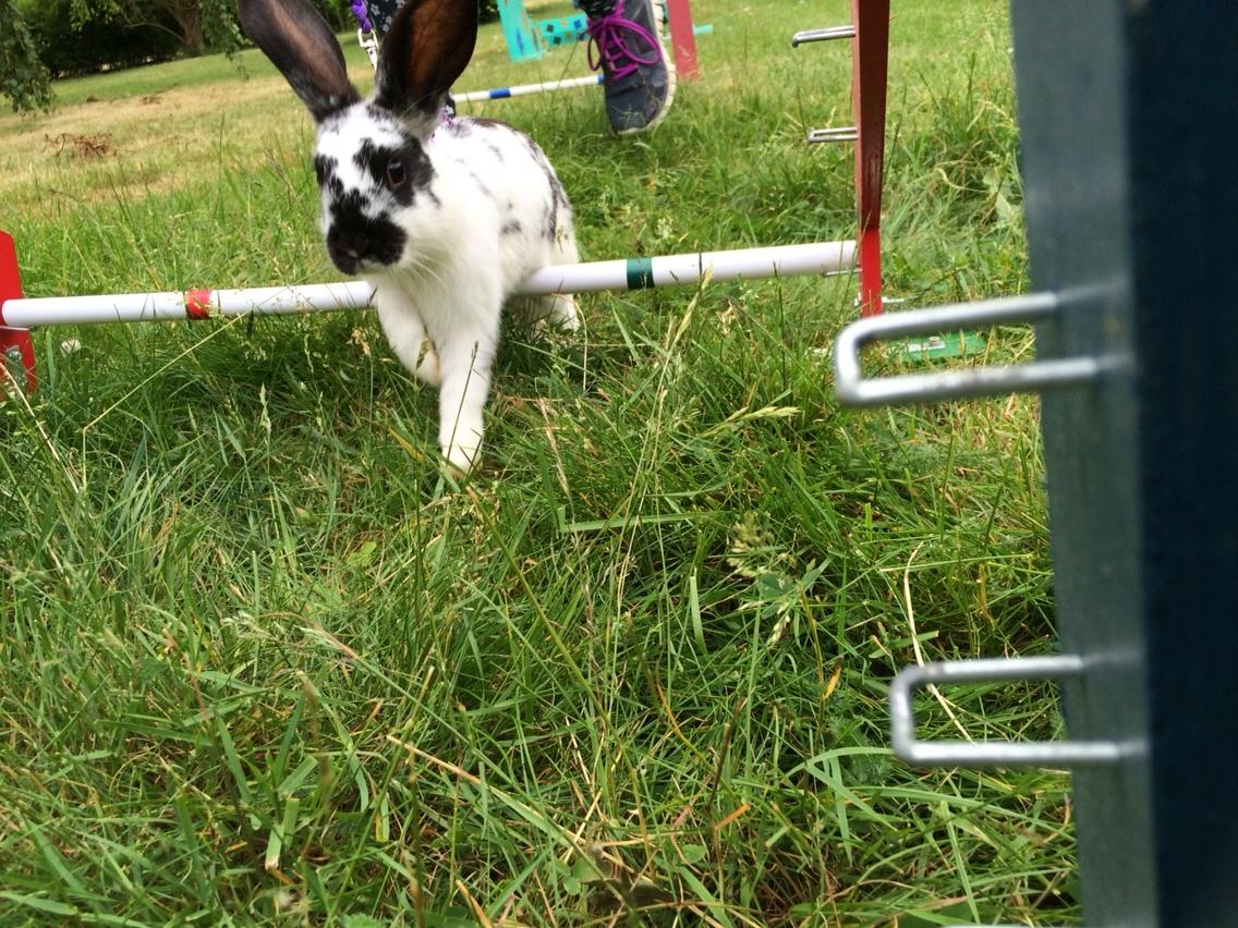 Kanin Mælkebøttegaardens Kiwi billede 9