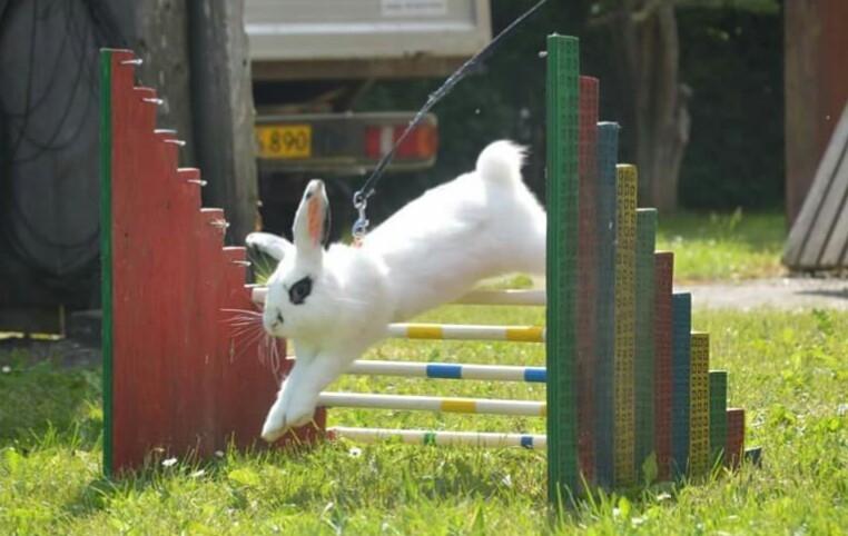 Kanin Funnys Flavorino  billede 1