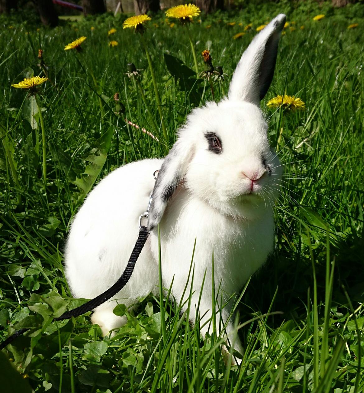 Kanin Funnys Flavorino  billede 2