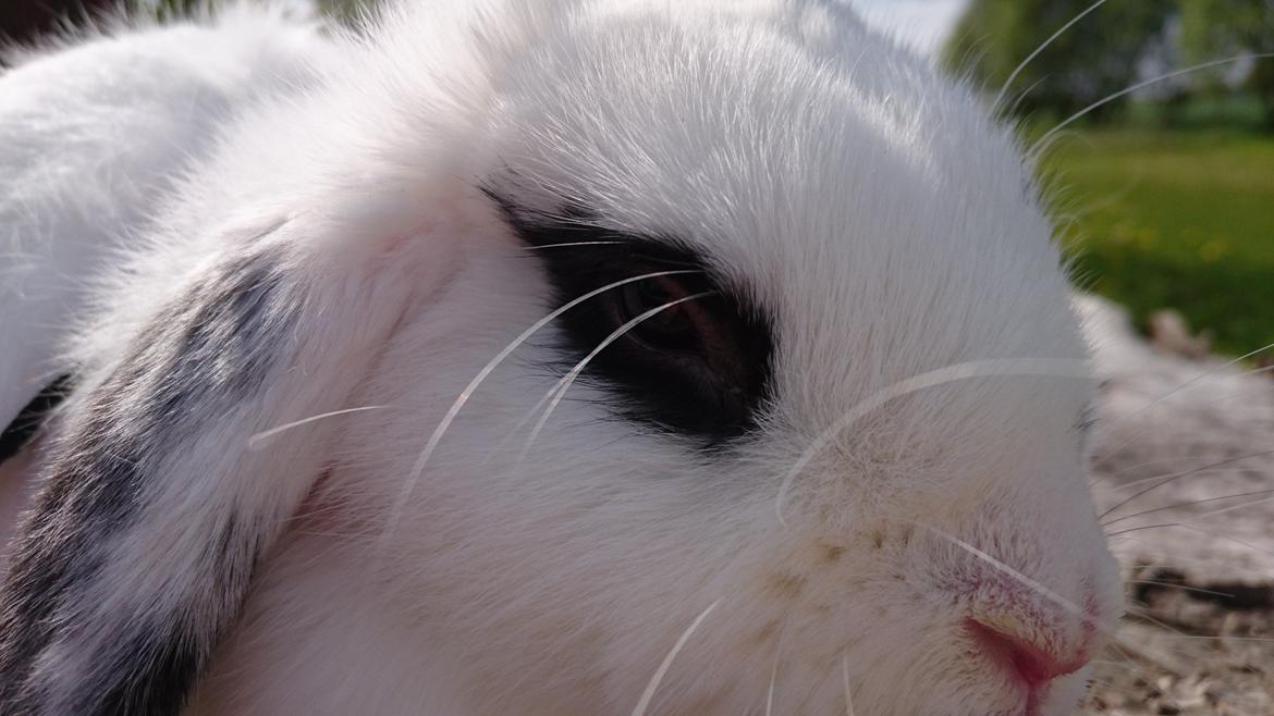 Kanin Funnys Flavorino  billede 4