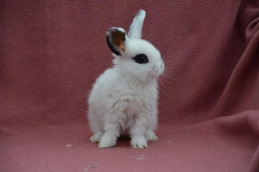 Kanin Funnys Flavorino  billede 5