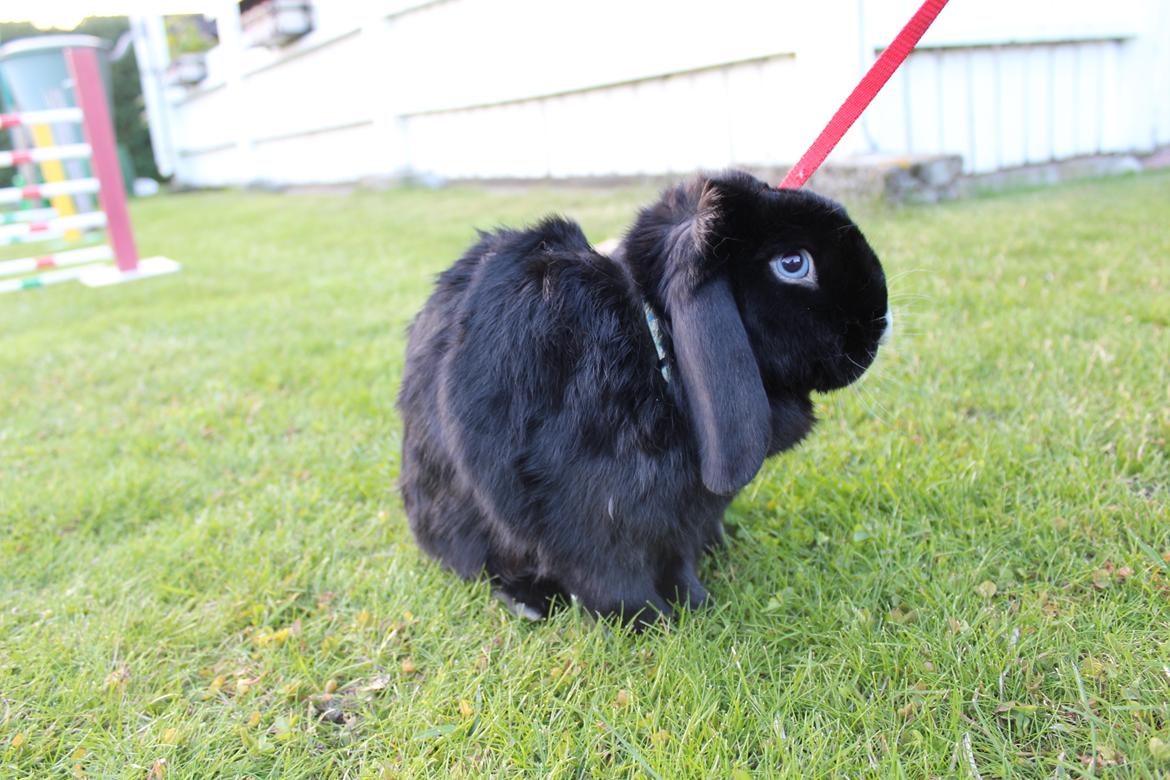 Kanin Ministald's Black Amira billede 3