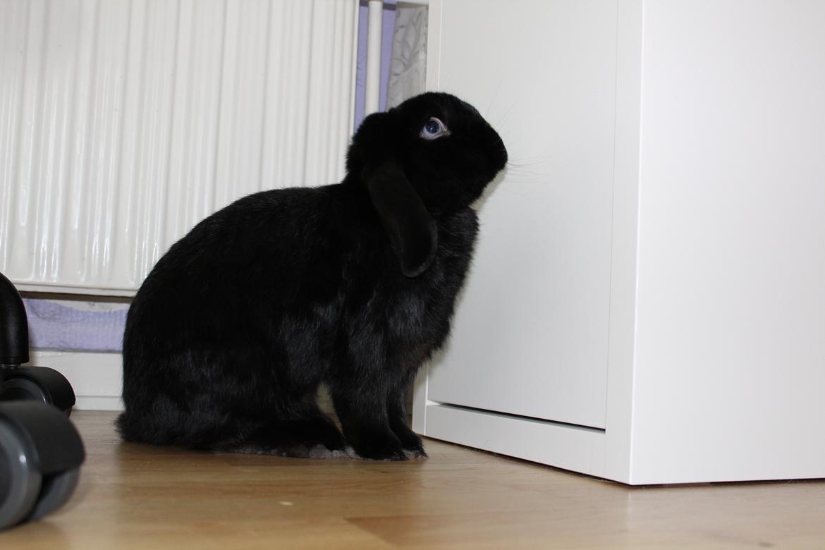 Kanin Ministald's Black Amira billede 1