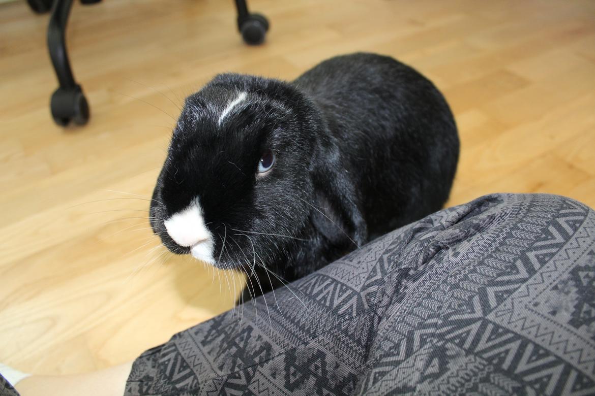 Kanin Ministald's Black Amira billede 2