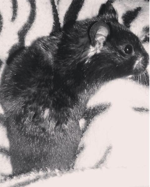 Hamster Sootii *Sofus*  - 2016 billede 7