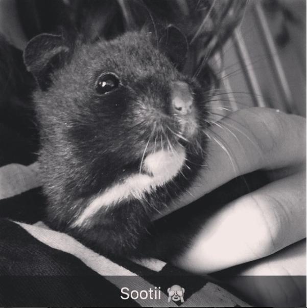 Hamster Sootii *Sofus*  - 2016 billede 4