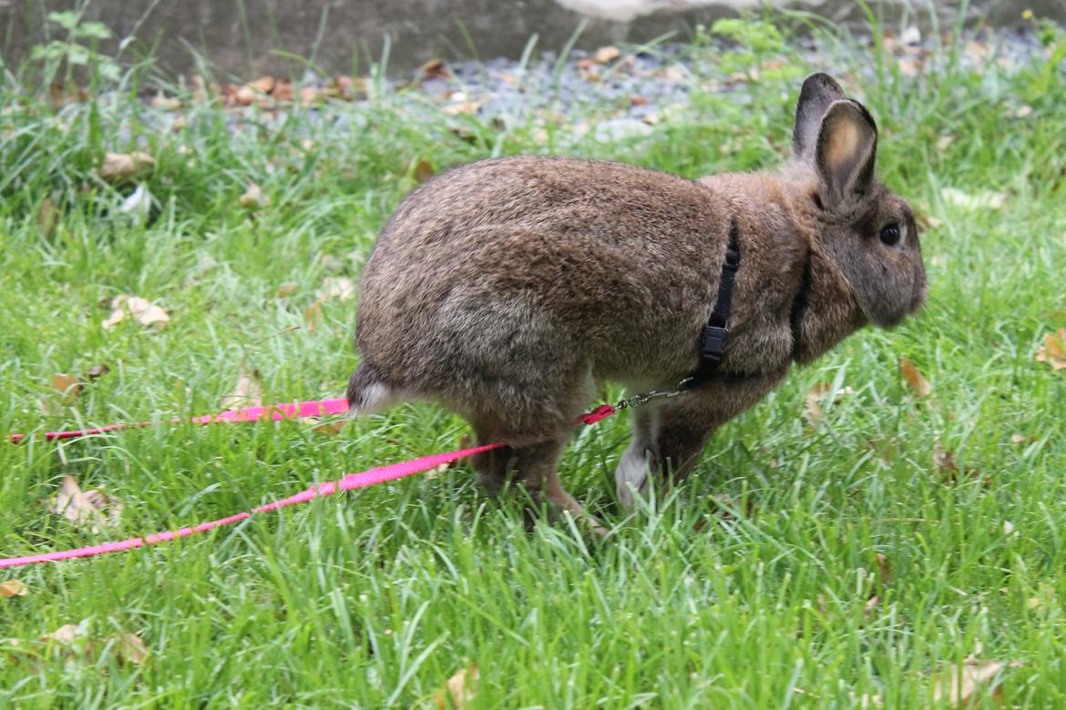 Kanin | Potedask's Alvin billede 37