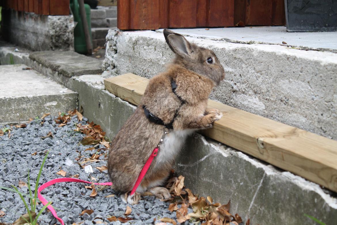 Kanin | Potedask's Alvin billede 34