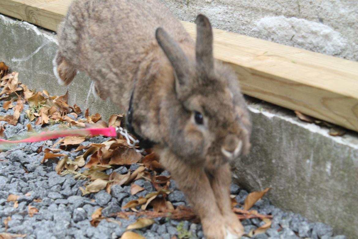 Kanin | Potedask's Alvin billede 33