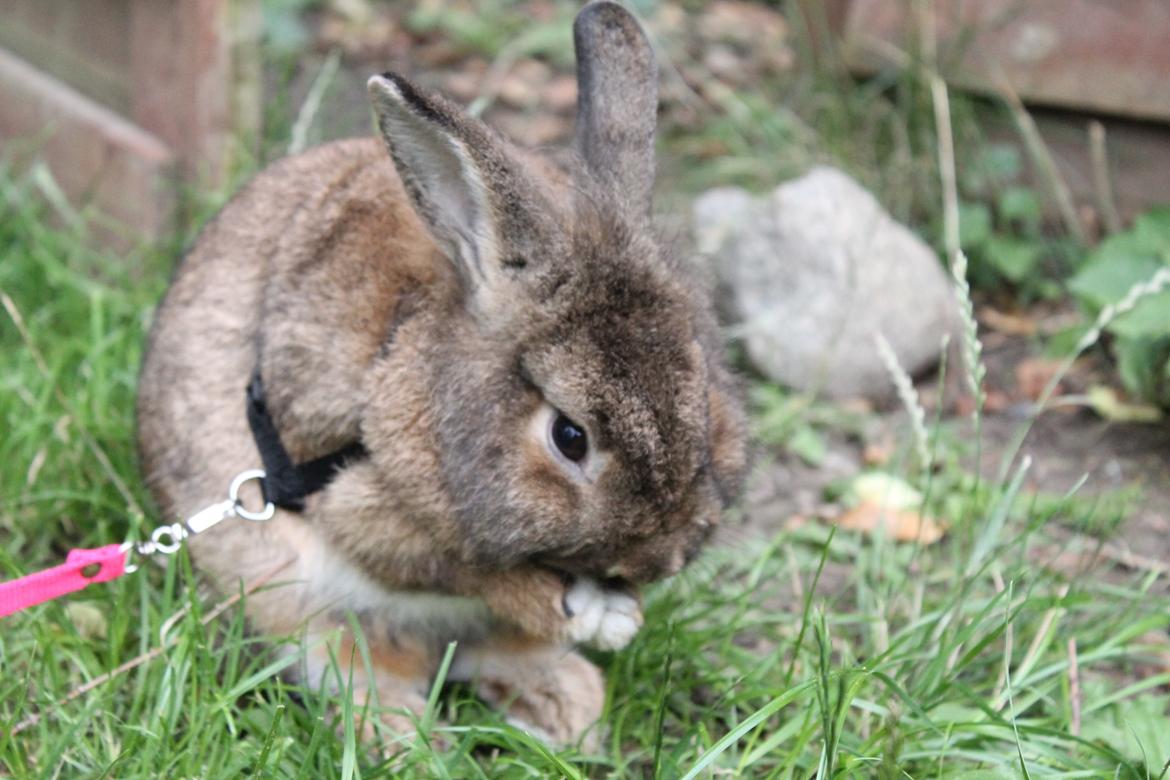 Kanin | Potedask's Alvin billede 35