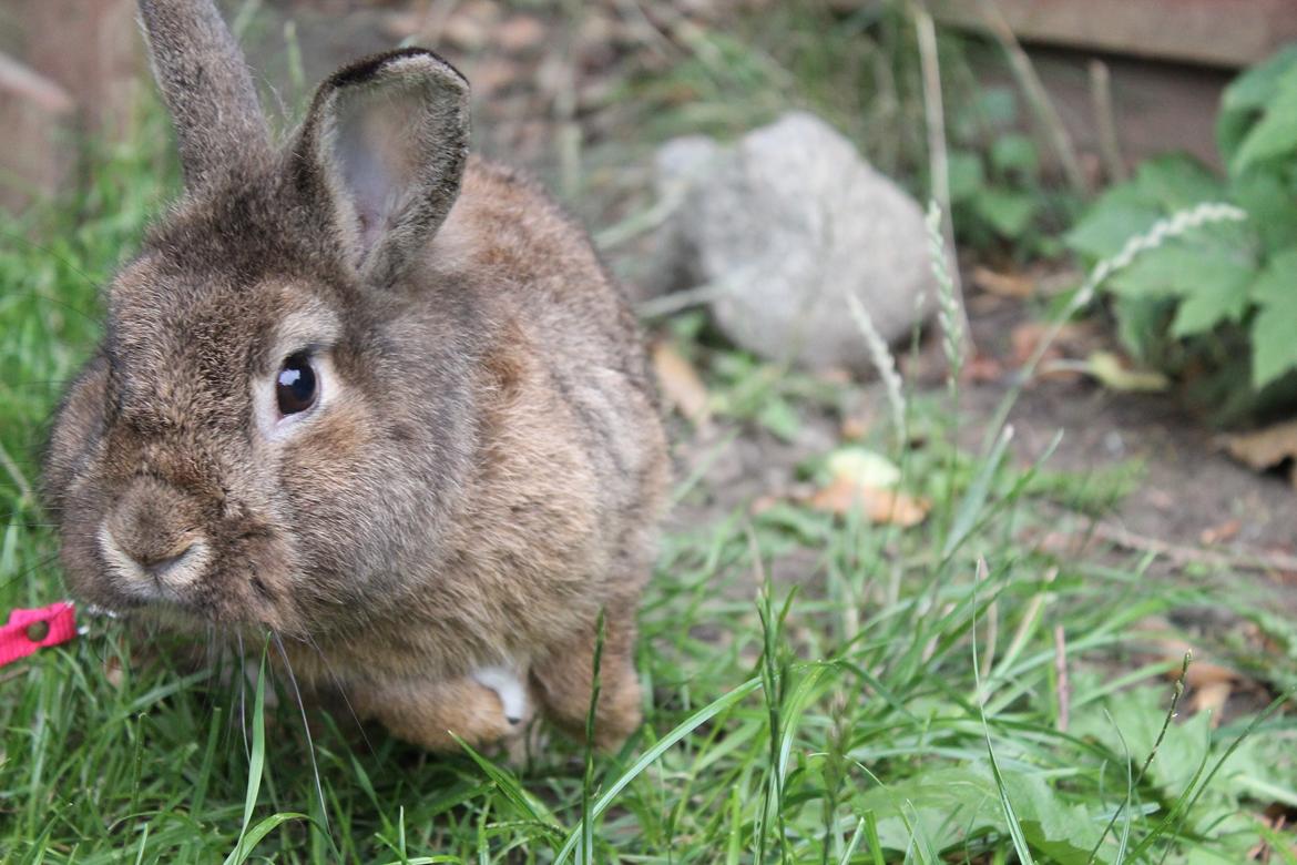 Kanin | Potedask's Alvin billede 36