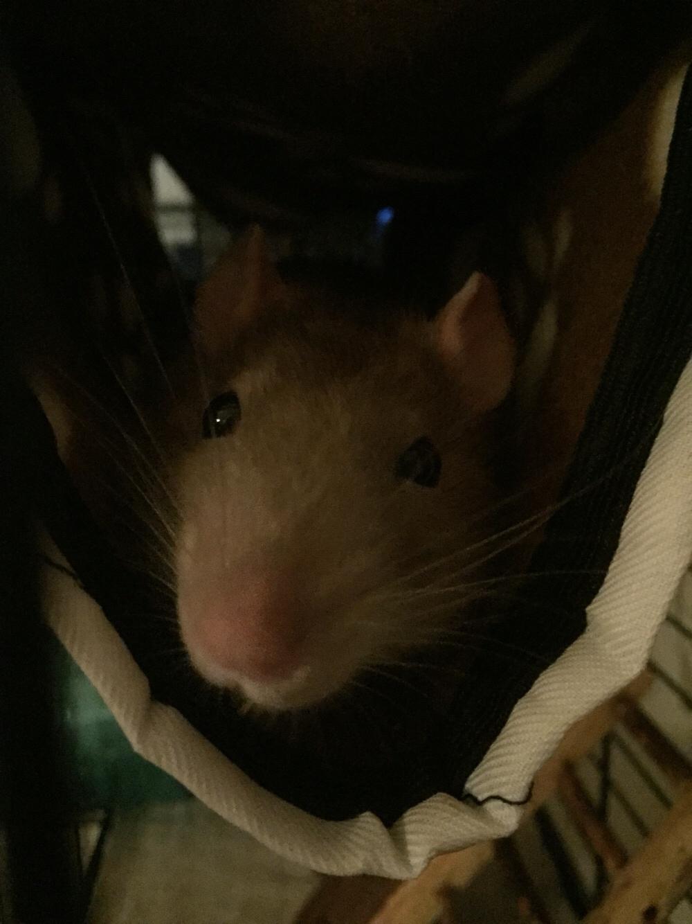 Tamrotte Jamie R.I.P billede 4