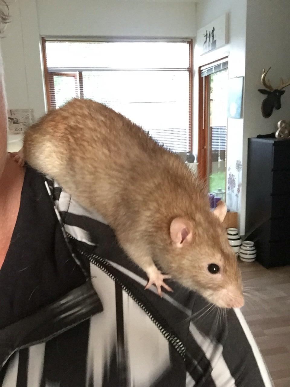 Tamrotte Jamie R.I.P billede 9