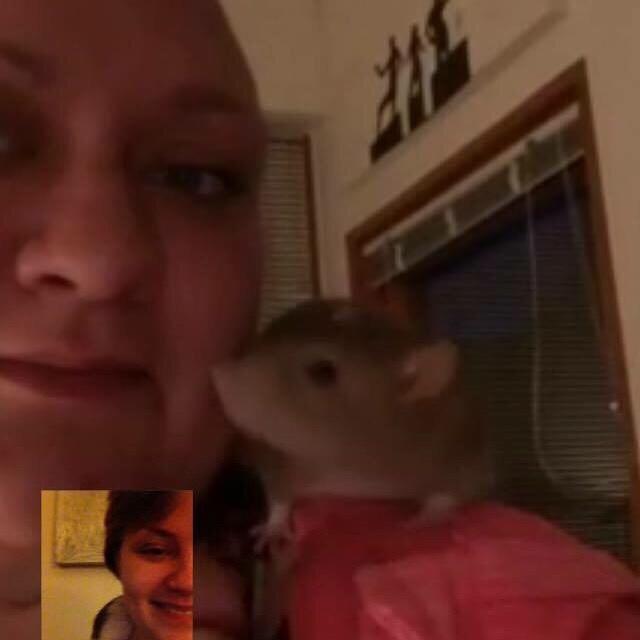 Tamrotte Jamie R.I.P billede 12