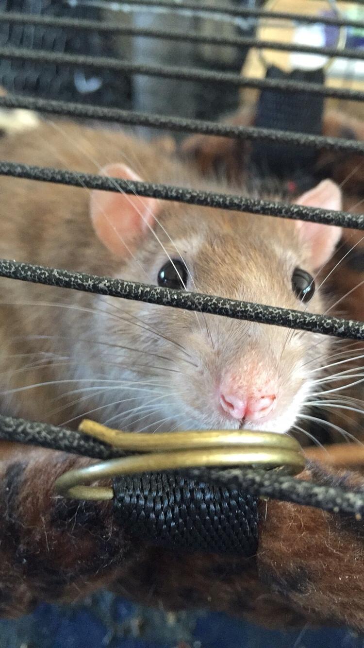 Tamrotte Jamie R.I.P billede 11