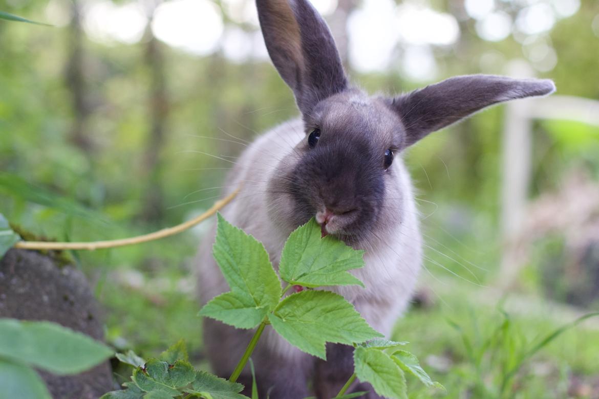 Kanin Sundahls Ella billede 1