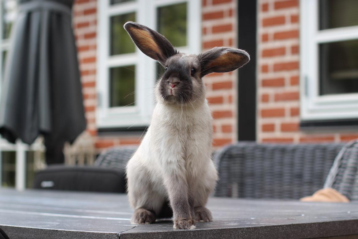 Kanin Sundahls Ella billede 7