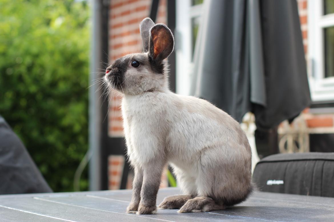 Kanin Sundahls Ella billede 8