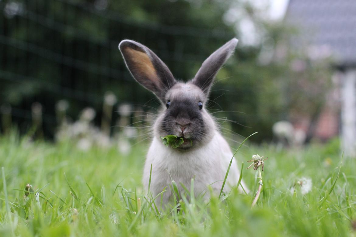 Kanin Sundahls Ella billede 5