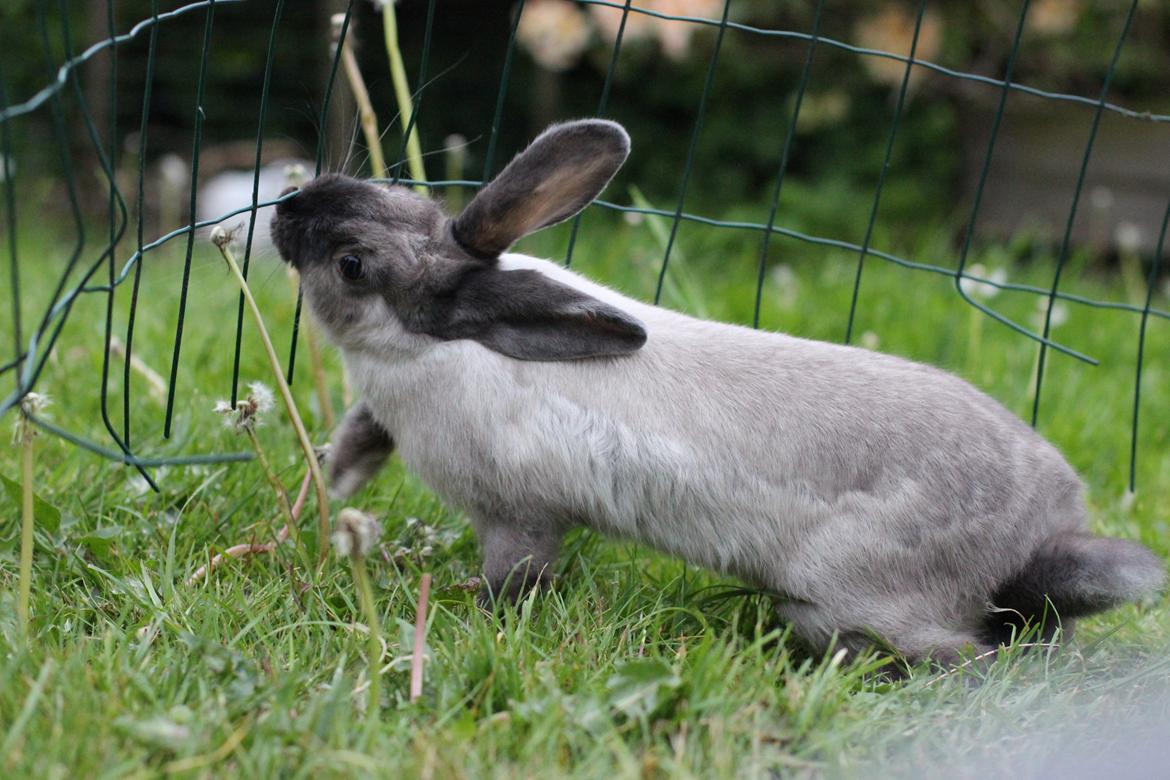 Kanin Sundahls Ella billede 2