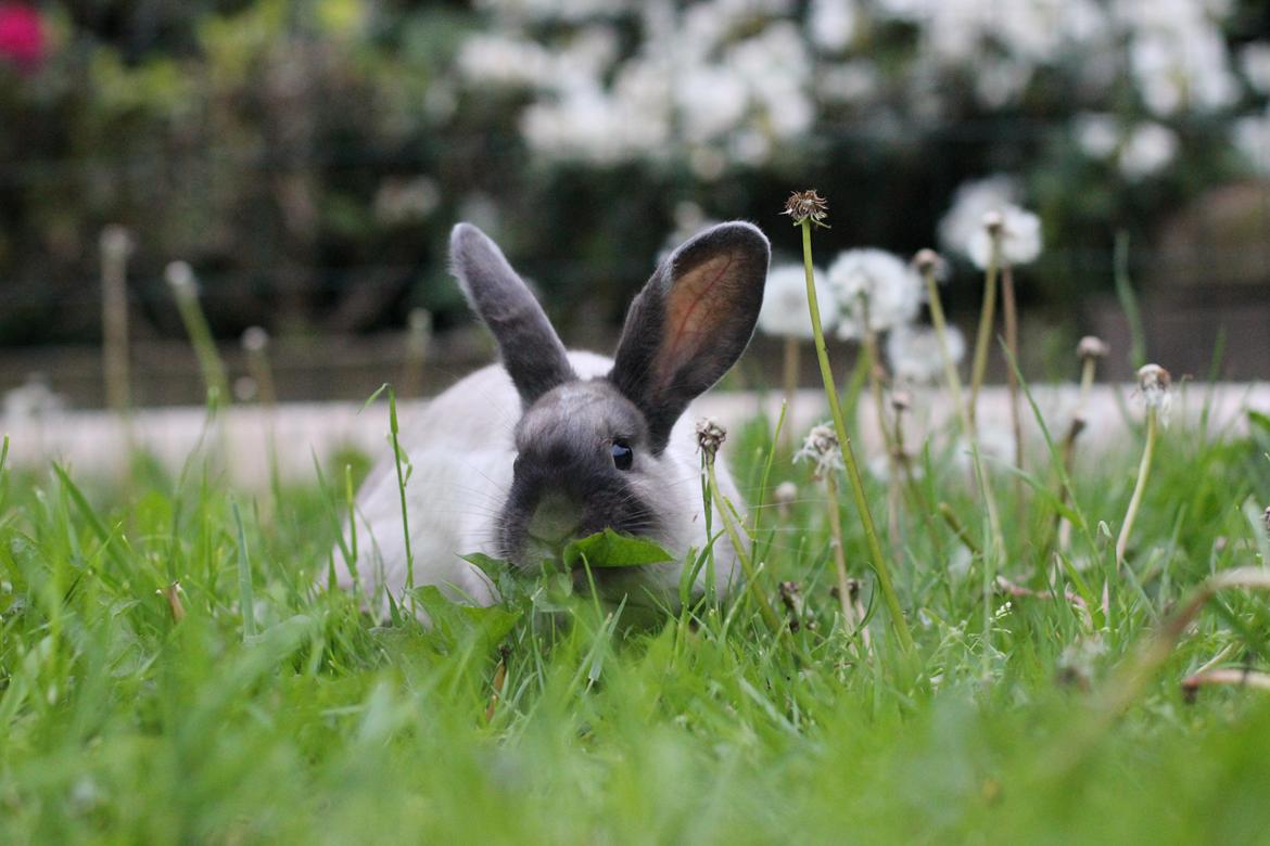 Kanin Sundahls Ella billede 6