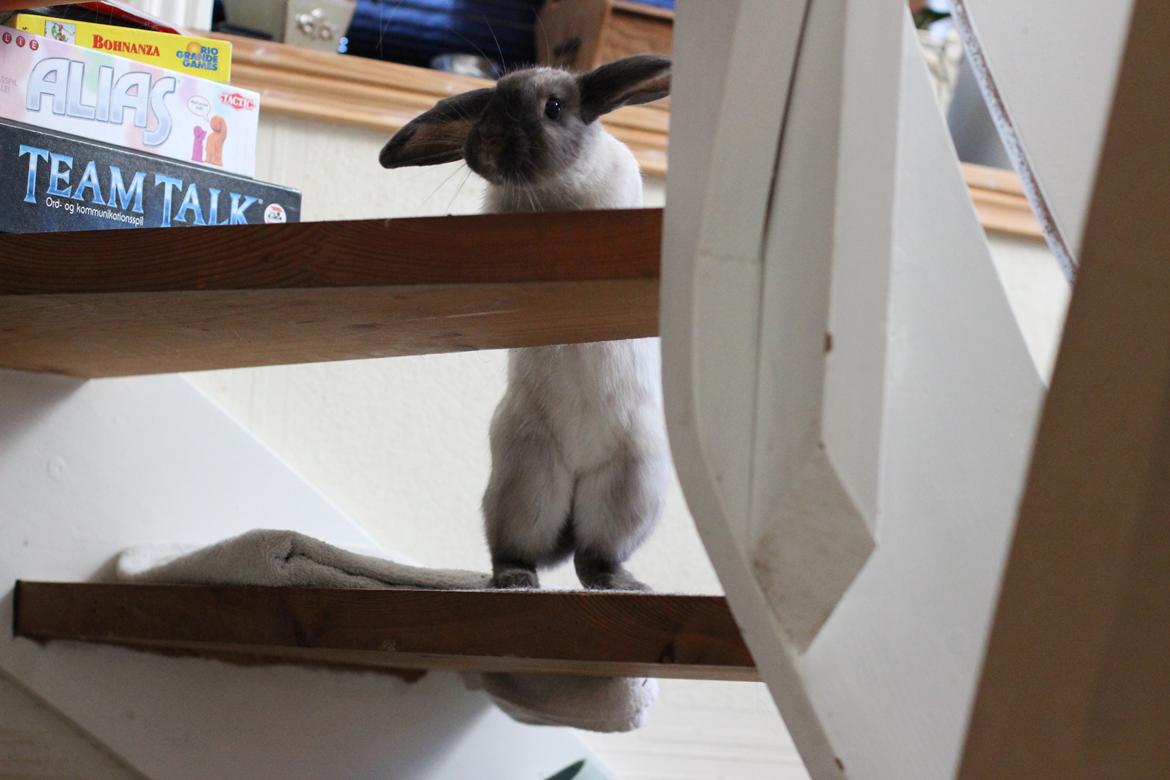 Kanin Sundahls Ella billede 10