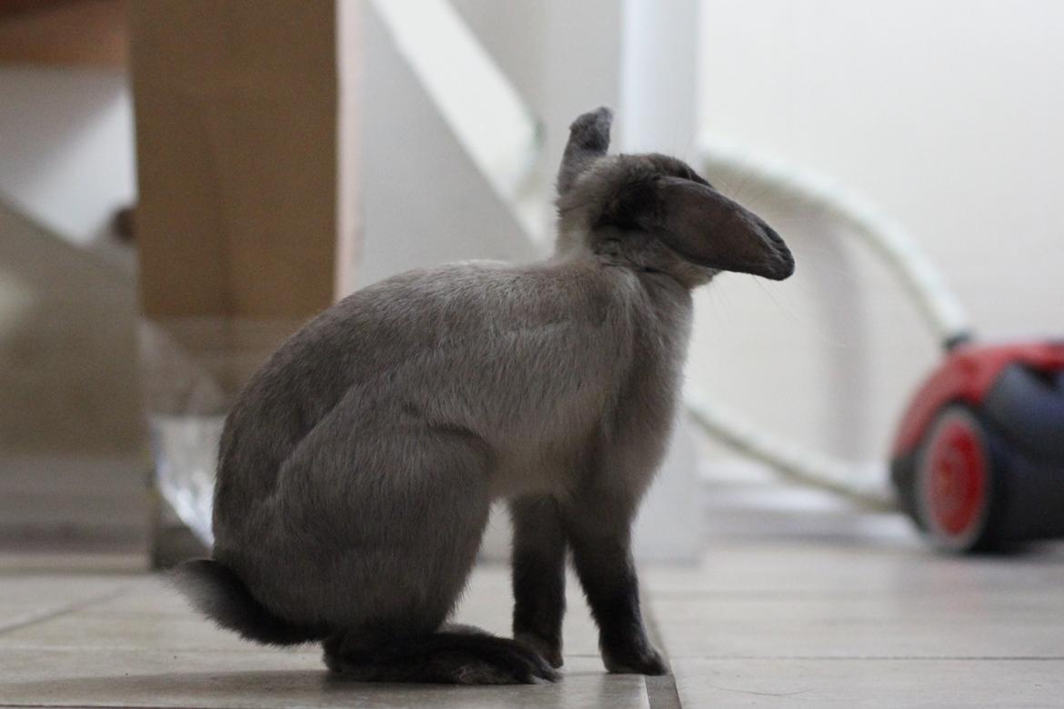 Kanin Sundahls Ella billede 11