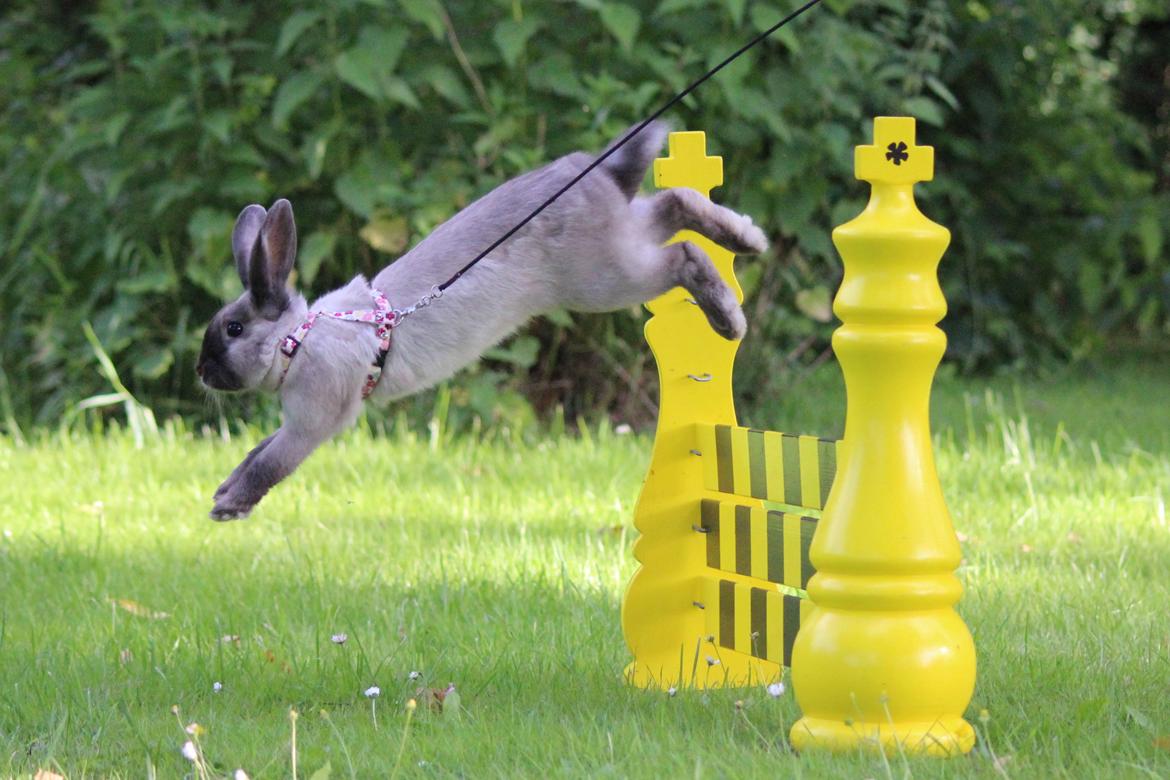 Kanin Sundahls Ella billede 3