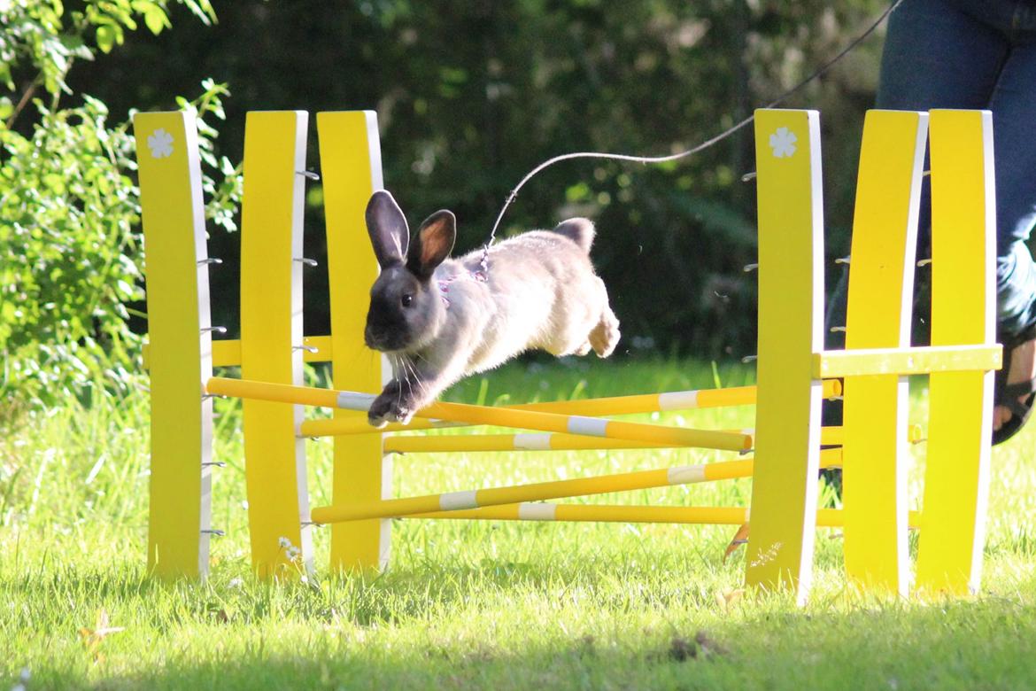 Kanin Sundahls Ella billede 9