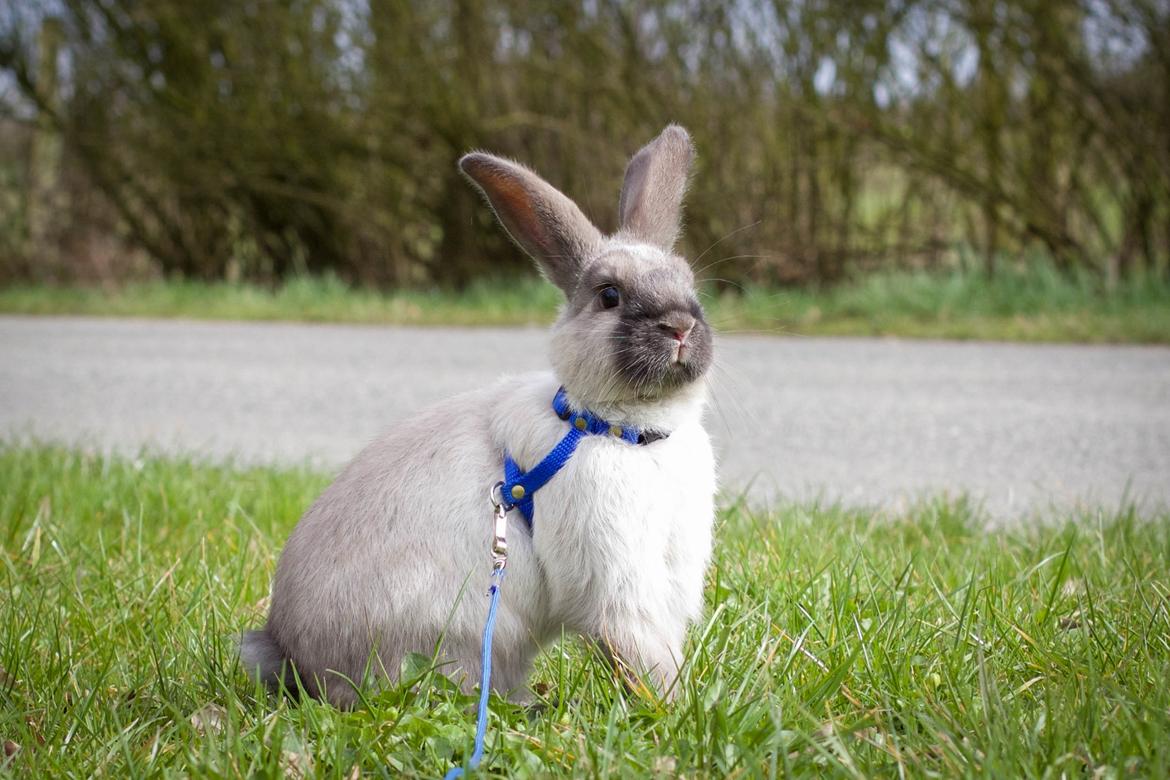 Kanin Sundahls Ella billede 12