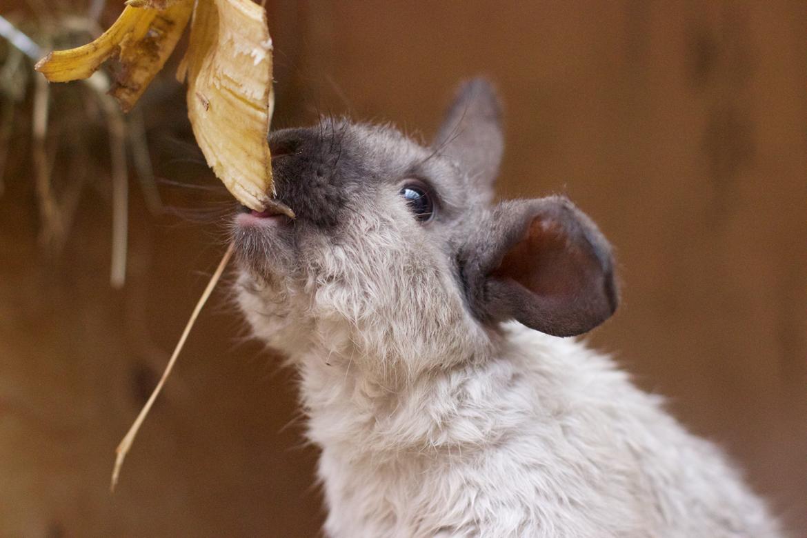 Kanin Sundahls Ella billede 4