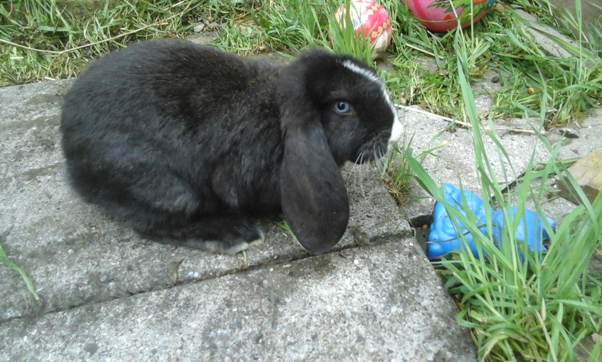 Kanin Fransk Vædder Furby billede 2