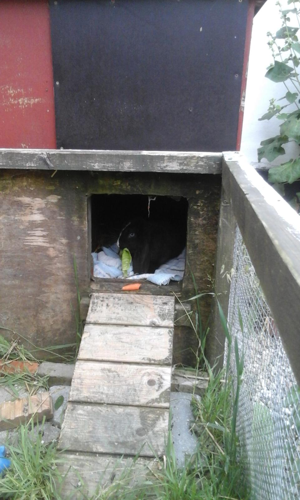 Kanin Fransk Vædder Furby billede 3