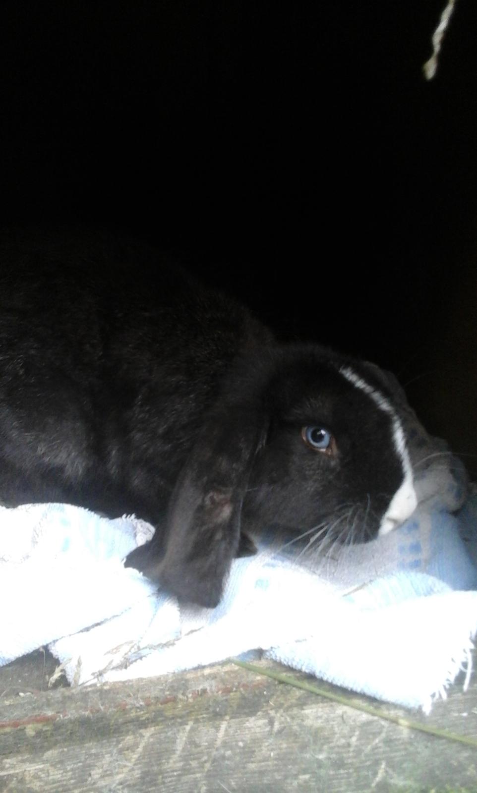 Kanin Fransk Vædder Furby billede 4