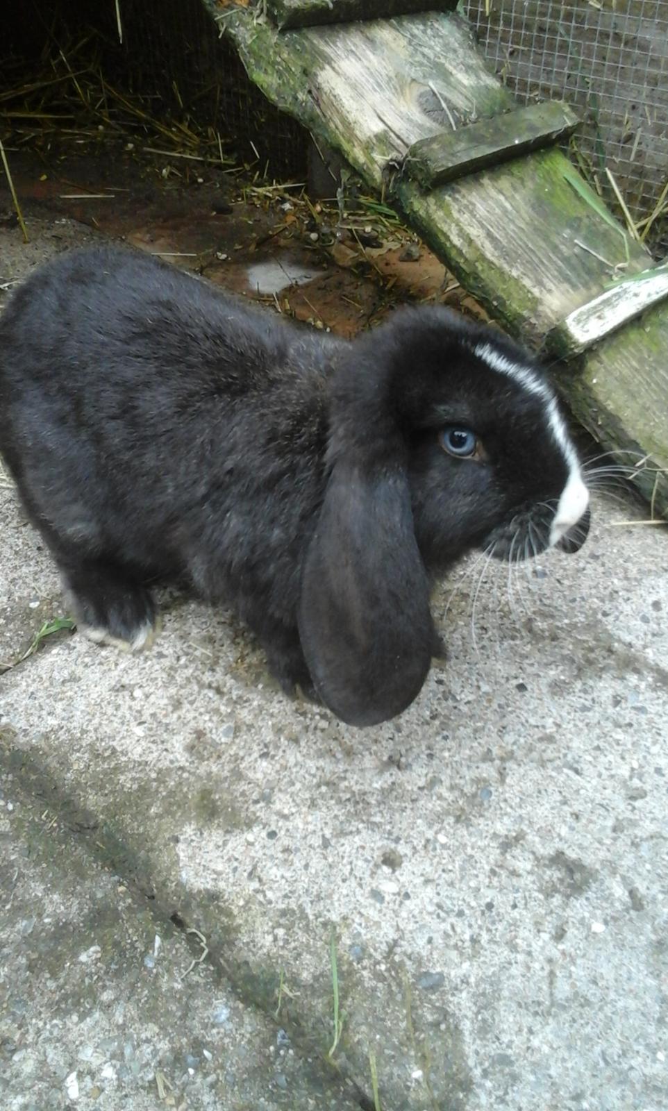 Kanin Fransk Vædder Furby billede 5