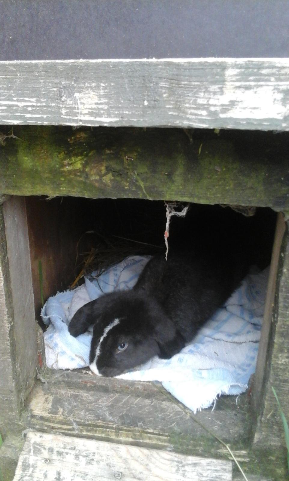 Kanin Fransk Vædder Furby billede 6