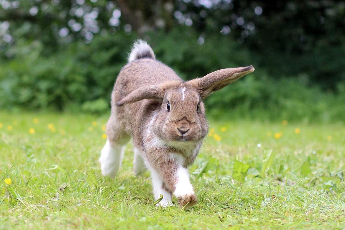 Kanin Zincerellas High Sparrow billede 2