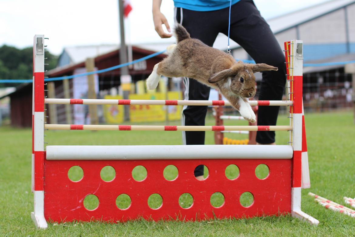 Kanin Zincerellas High Sparrow billede 6