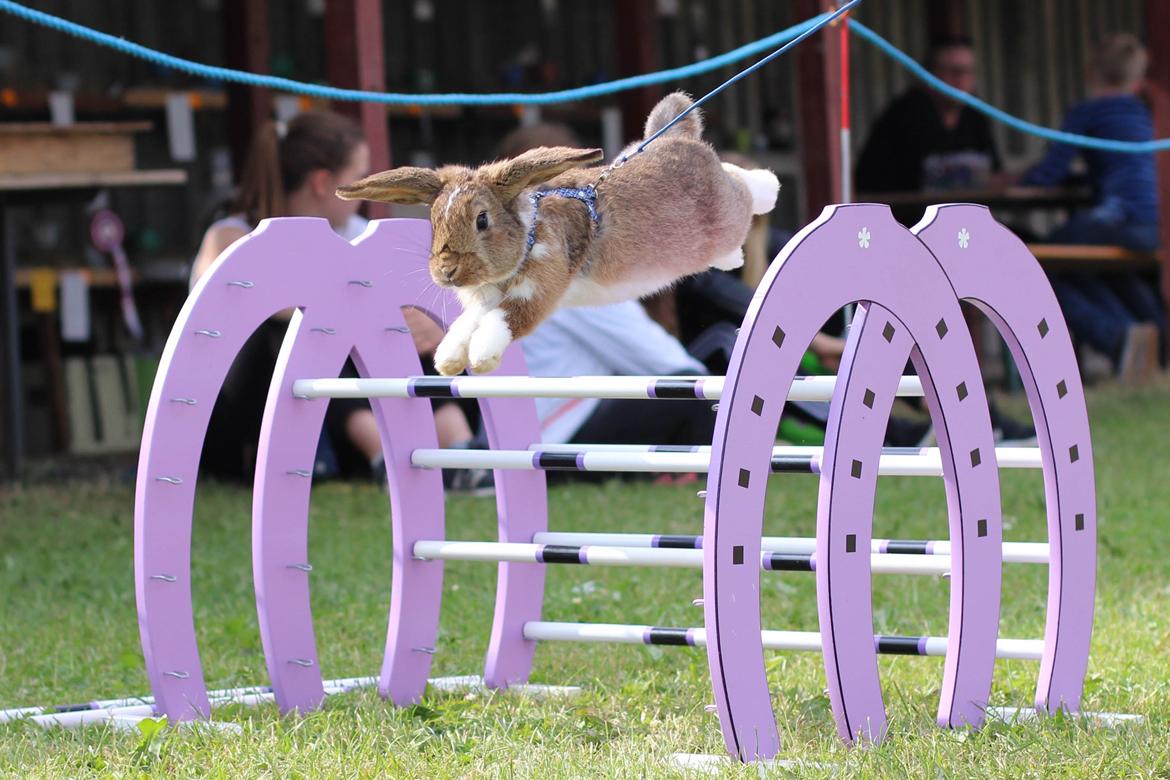 Kanin Zincerellas High Sparrow billede 9